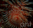 Cʐ^